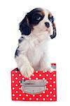 young tricolor cavalier king charles in front of white background