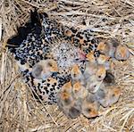 bantam chicken and chick in a nest