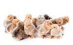 A group of chicks of bantam silkie on a white background