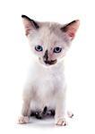 beautiful purebred siamese kitten in front of white background