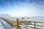 few Dutch sheep on winter pasture