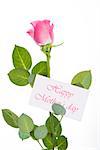 Pink rose with stalk and leaves and mothers day message on white background