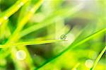 Dew on the green grass close up