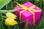 Pink gift box and yellow tulips in the grass