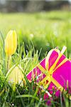 Pink gift box with yellow easter egg and tulip in the grass and sunshine