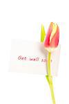 A tulip with a get well soon card on a white background