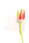 A tulip with a blank card on a white background