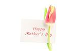 A beautiful tulip with a happy mothers day card on a white background