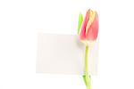 A beautiful tulip with a empty card on a white background