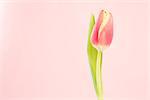 Close up of a beautiful tulip on a light pink background