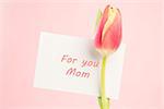 Close up of a beautiful tulip with a card for a mother on a pink background