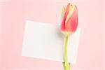 Close up of a beautiful tulip with a empty card on a pink background