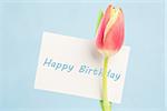 A beautiful tulip with a happy birthday card on a blue background