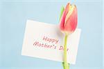 A beautiful tulip with a happy mothers day card on a blue background