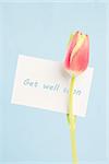 A beautiful tulip with a get well soon card on a light blue background