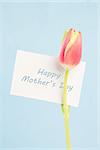 A beautiful tulip with a happy mothers day in blue card on a light blue background