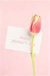 Close up of a beautiful tulip with a happy mothers day card in pink on a light pink background