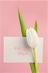 Beautiful white tulip with a card for a mother on a pink background