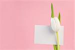 White tulip with a blank card on a pink background close up