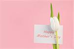 White tulip with a happy mothers day card on a pink background close up