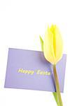 Yellow tulip with a mauve happy Easter card on a white background close up
