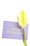 Yellow tulip with a mauve happy mothers day card on a white background close up