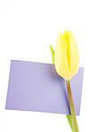 Yellow tulip with a mauve and empty card on a white background close up