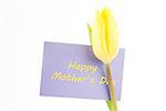 Close up of a beautiful yellow tulip with a mauve happy mothers day card on a white background