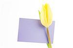 Close up of a yellow tulip with a mauve and blank card on a white background