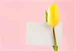 Yellow tulip with an empty card on a pink background