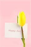 Yellow tulip with a white happy easter card on a pink background close up