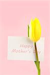 Yellow tulip with a white happy mothers day card written in pink on a pink background close up