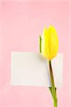 Yellow tulip with a blank white card on a pink background close up