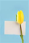 Yellow tulip with a blank white card on a blue background close up