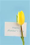 Yellow tulip with a happy mothers day card on a blue background close up