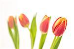 Four beautiful tulips in line on a white background close up