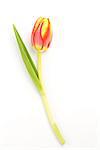 Blooming tulip on a white background close up