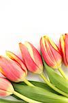 Five beautiful tulips on a white background