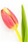 Beautiful tulip on a white background close up