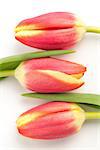 Close up of three blooming tulips on a white background