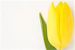 Close up of yellow blooming tulip on white background