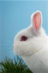 White fluffy rabbit with pink ears and eyes on blue background with grass