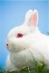 White bunny with pink eyes and ears sitting in the grass on blue background