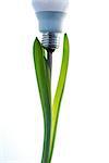 Economic light bulb growing from plant stalk on white background