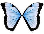 vector pair of wings blue butterfly. illustration
