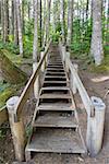 Wood Staircase in Lower Lewis River Falls Hiking Trail Washington State