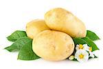 potatoes with leaves and flower isolated on white background
