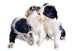 portrait of puppies border collies and angry chihuahua in front of white background