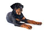 portrait of a purebred puppy rottweiler in front of white background