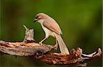 beautiful yellow-eyed babbler resting on log in forest of Thailand